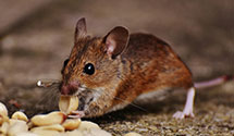 24 Hour & Emergency Exterminators in Tewksbury Twp, NJ